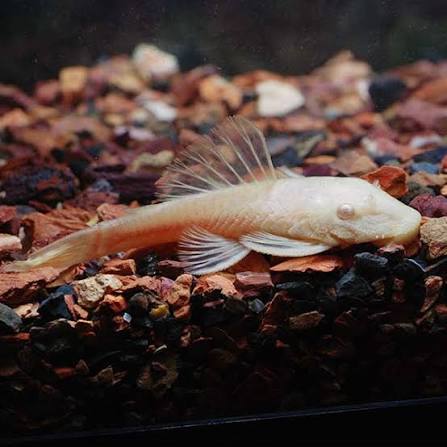 ALBINO BRISTLENOSE PLECO
