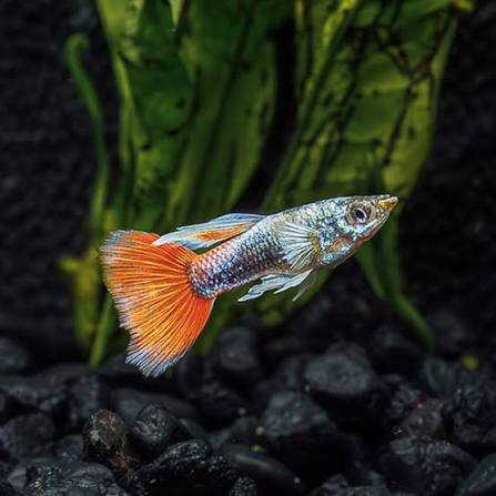 SANTA CLAUS BIG EAR GUPPY FEMALE PAIR