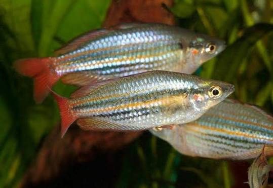 ARCOIRIS MELANOTAENIA