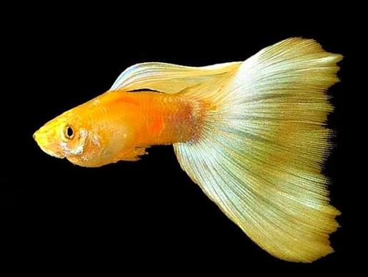 FULL GOLD FEMALE GUPPY