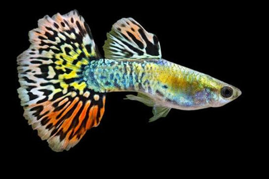 TIGER MOSAIC COBRA MALE GUPPY