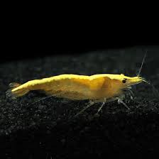 YELLOW SHRIMP