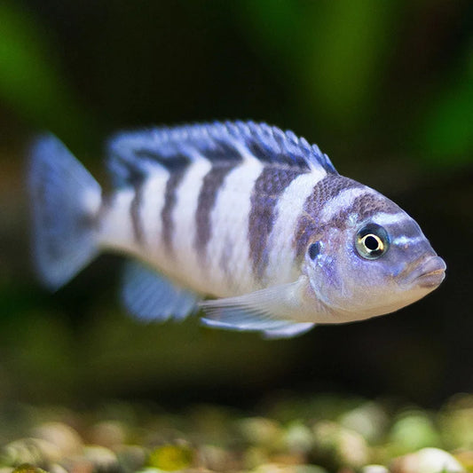 KENYI CICHLID
