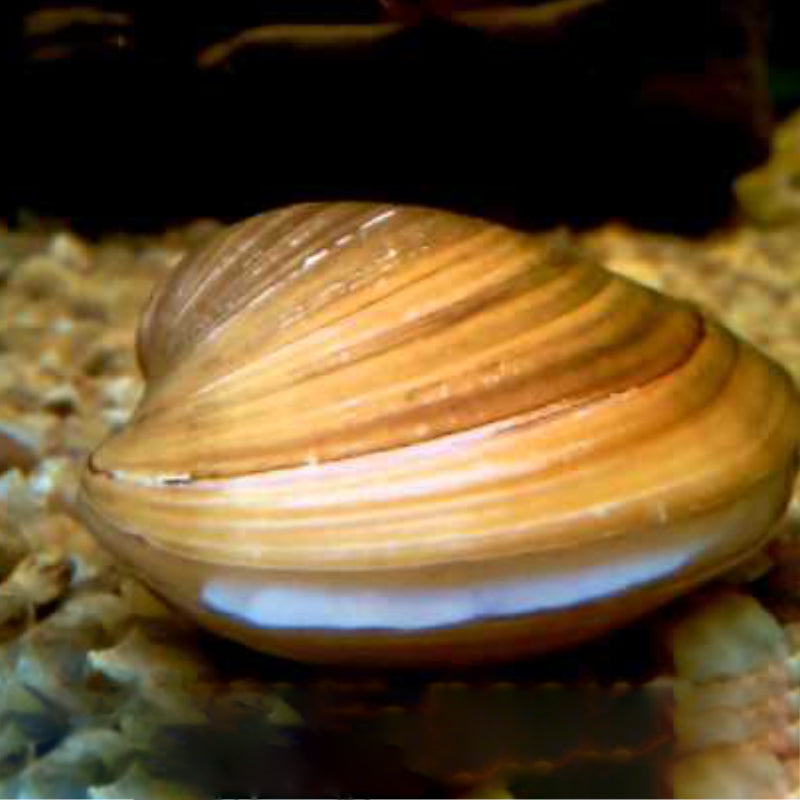 KIJING CLAM