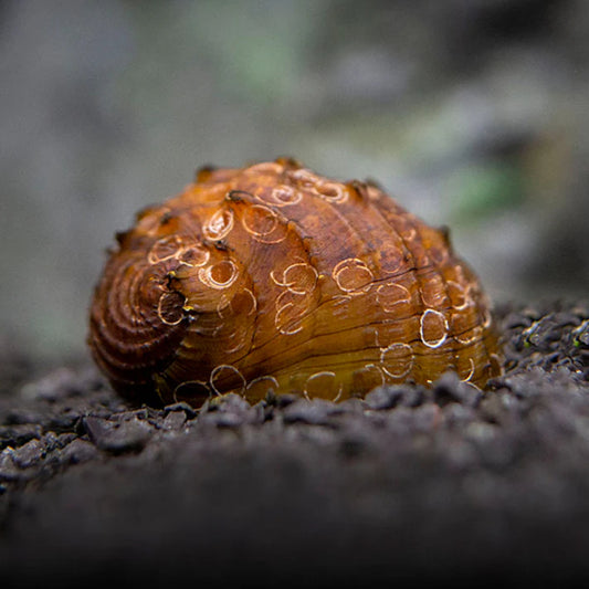 KING SNAIL