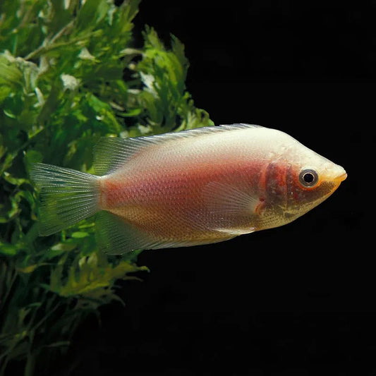 PINK KISSING GOURAMI