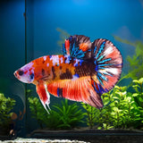 Koi Betta - Male
