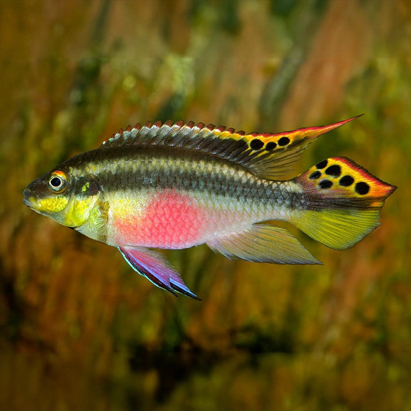 KRIBENSIS CICHLID