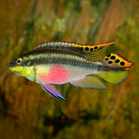 KRIBENSIS CICHLID