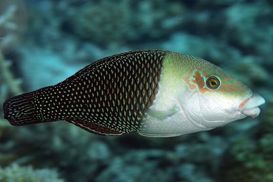 BLACKEYE THICKLIP WRASSE-JUV - Red Sea