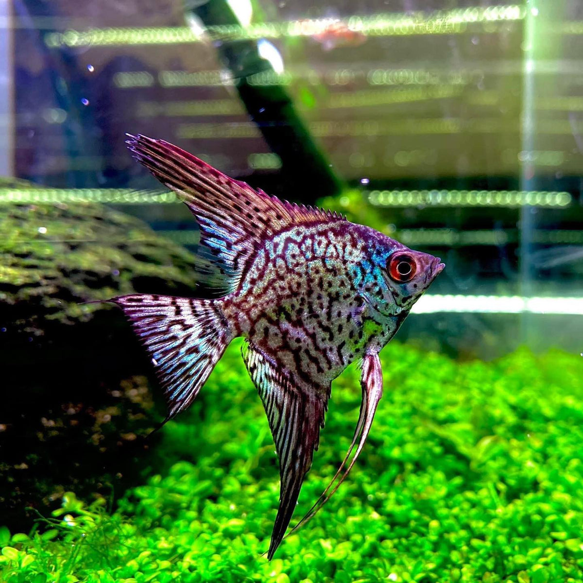 LEOPARD ANGEL – Tropical Fish International