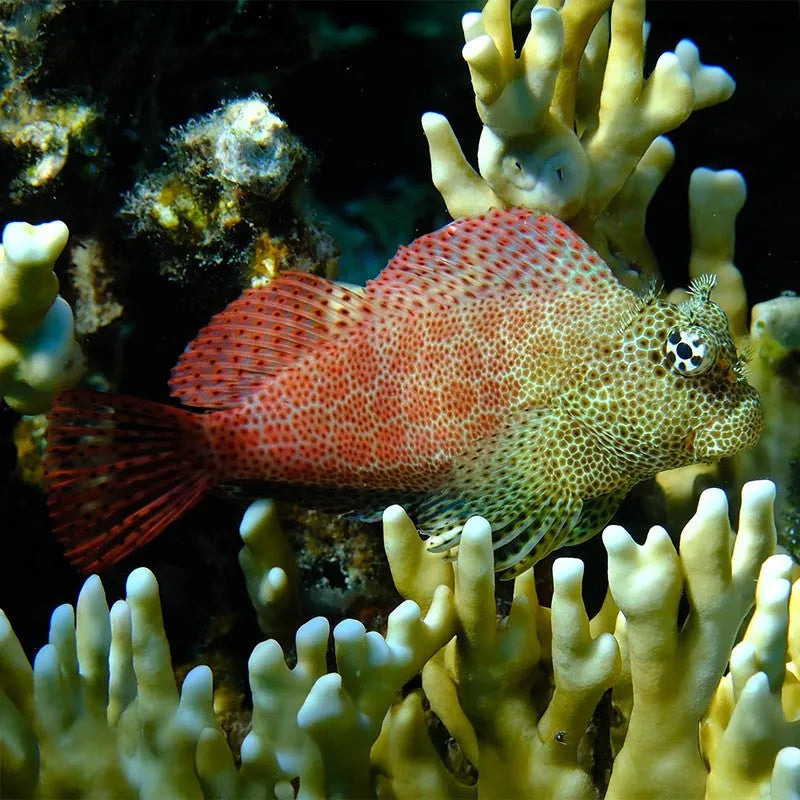 LEOPARD BLENNY