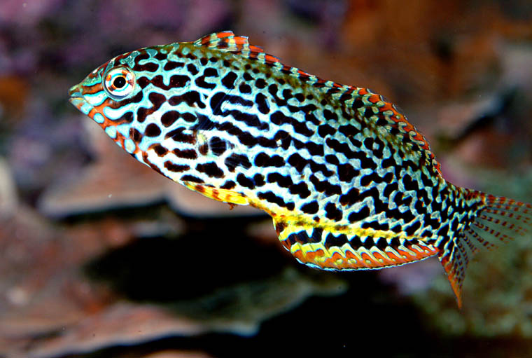 LEOPARD WRASSE