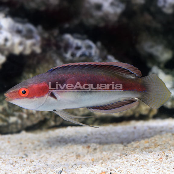 KATHERINE'S FAIRY WRASSE