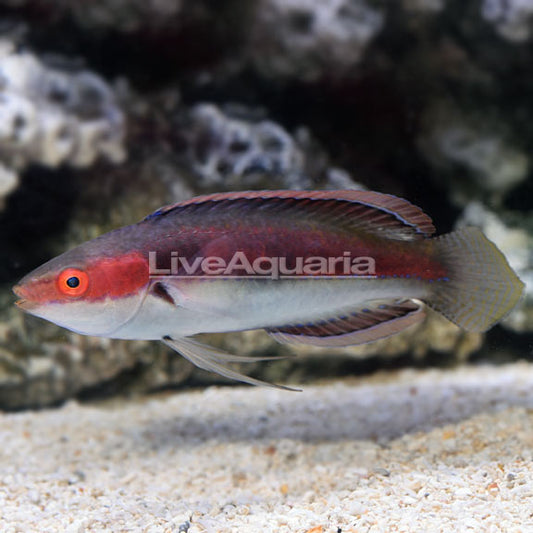 KATHERINE'S FAIRY WRASSE