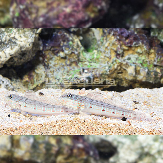STRIPED SLEEPER  GOBY