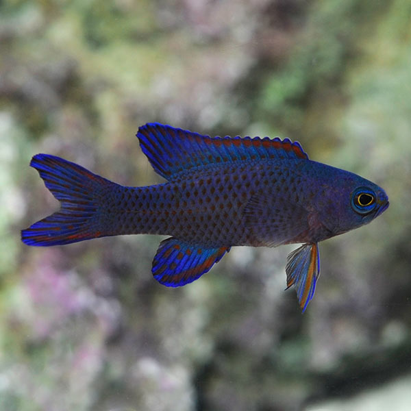 RANDALL'S ASSESOR BASSLET