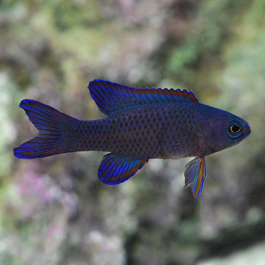 RANDALL'S ASSESOR BASSLET