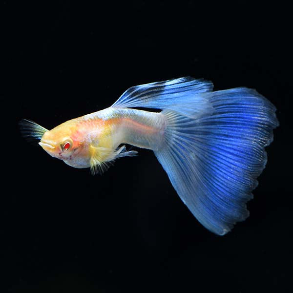 ALBINO BLUE TAIL GUPPY PAIR