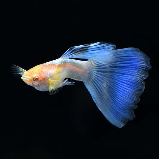 ALBINO BLUE TAIL GUPPY PAIR