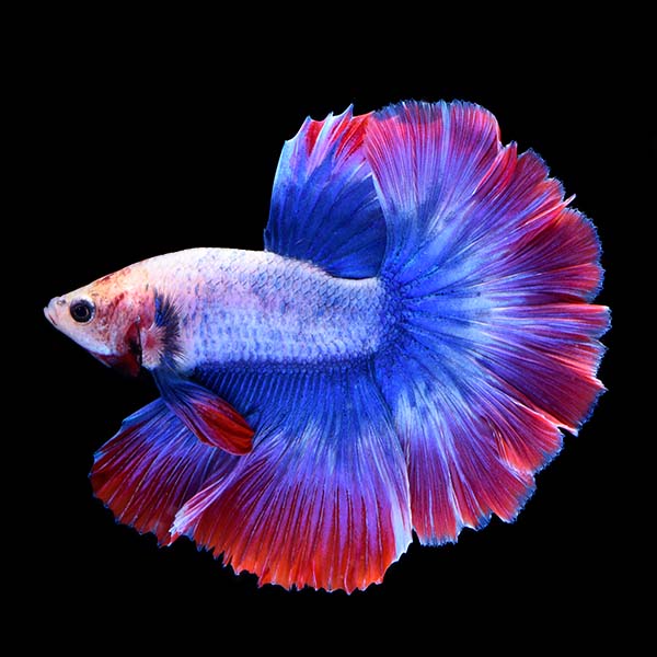 Stars & Stripes Betta - Male