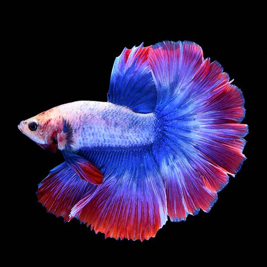 Stars & Stripes Betta - Male
