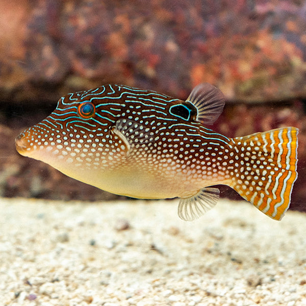 PEARL TOBY PUFFER