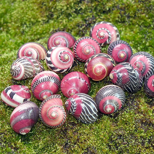 RED RACER SNAILS