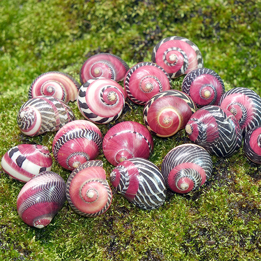 RED RACER SNAILS