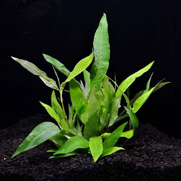 HYGROPHILA NARROW