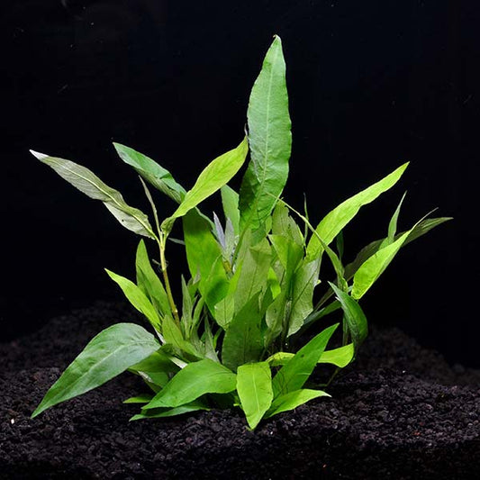 HYGROPHILA NARROW