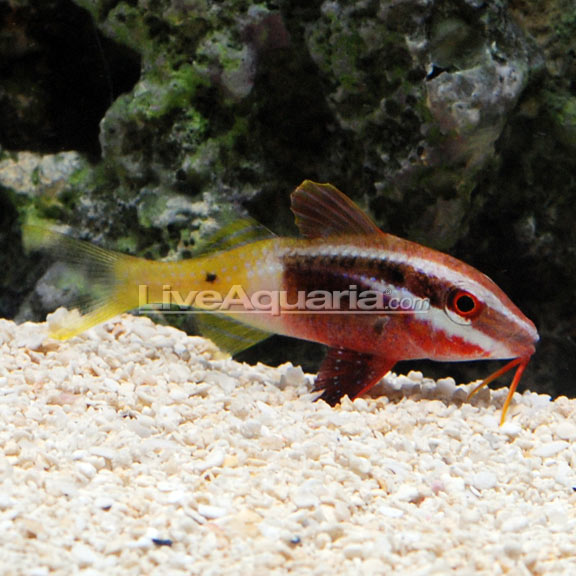 BICOLOR GOATFISH