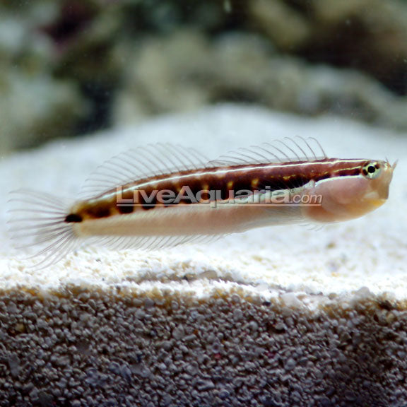 LINEAR BLENNY