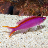 PSEUDANTHIAS TUKA /QUEEN PURPLE