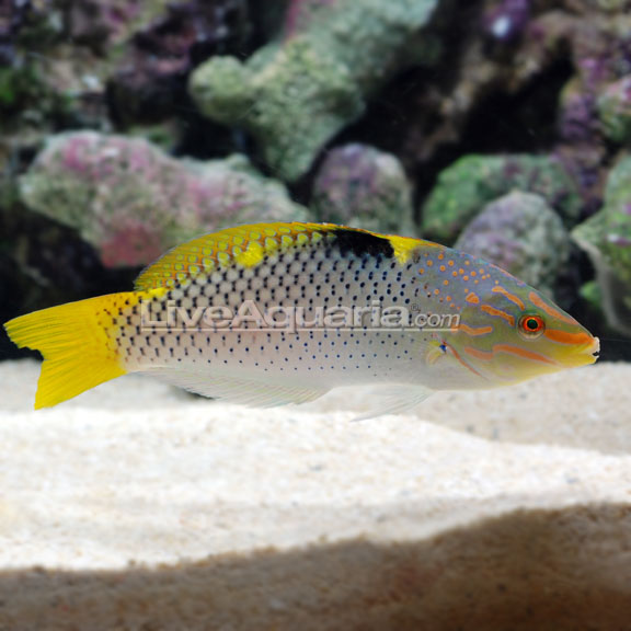 MARBLE CHECKERBOARD WRASSE