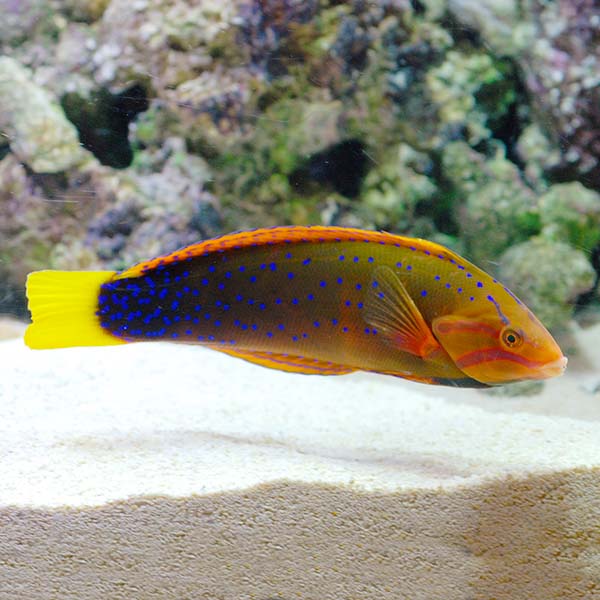 RED CORIS WRASSE ADULT