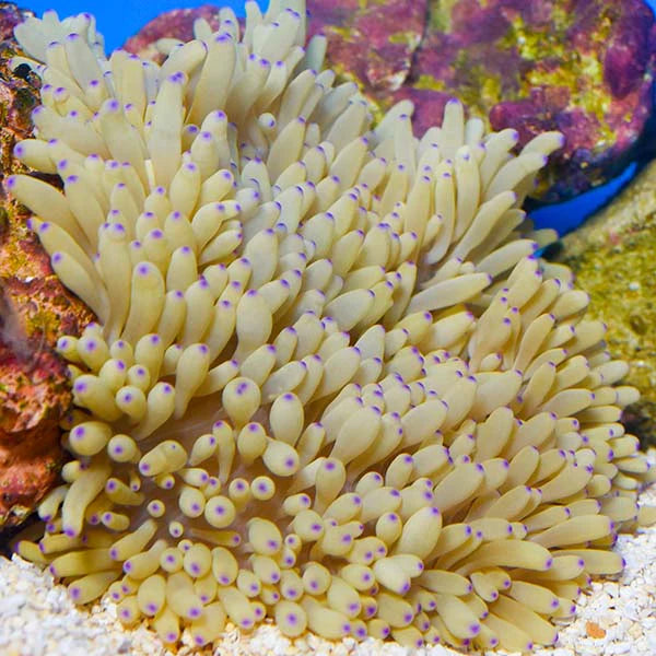 SEBAE ANEMONE