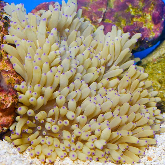 SEBAE ANEMONE