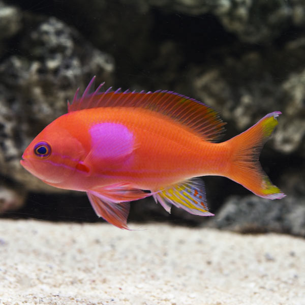 SQUARESPOT ANTHIAS