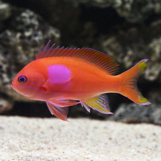 SQUARESPOT ANTHIAS