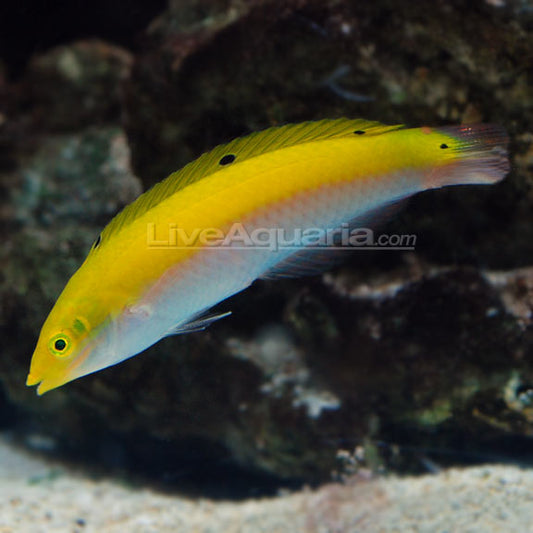 LEMON MERINGUE CANARY TOP WRASSE