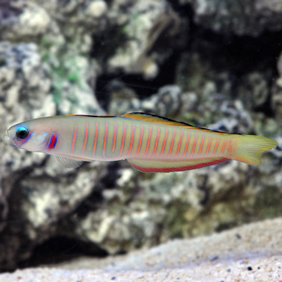 ZEBRA DART GOBY