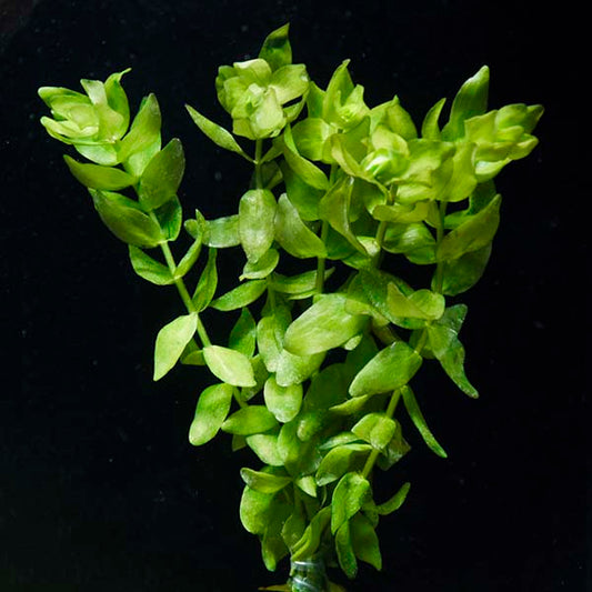 BACOPA CAROLINIANA