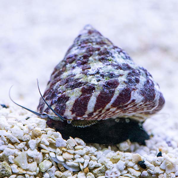 Banded Trochus Snail - 36 Pack