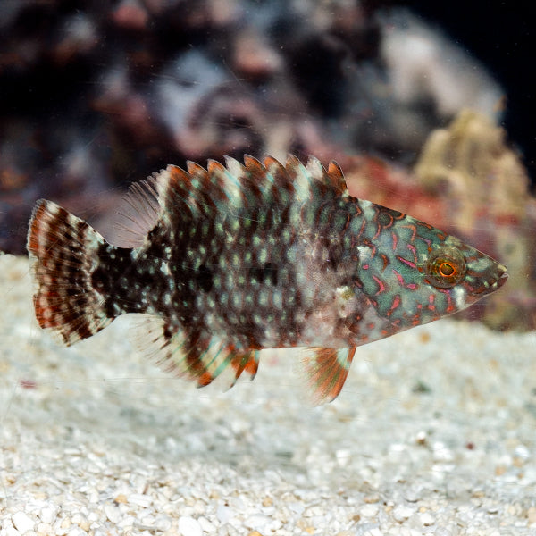 BROOMTAIL WRASSE - Red Sea