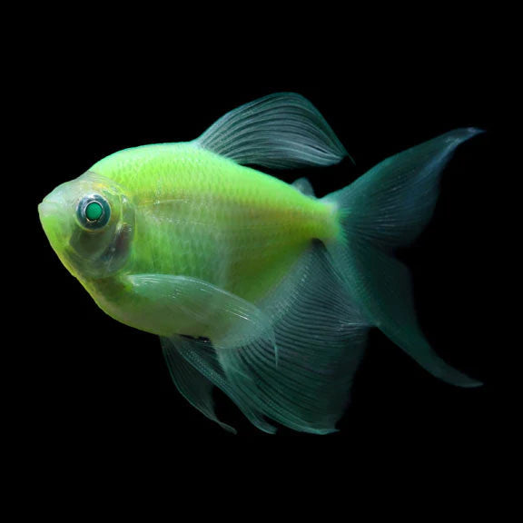 FLUORESCENT GREEN TETRA