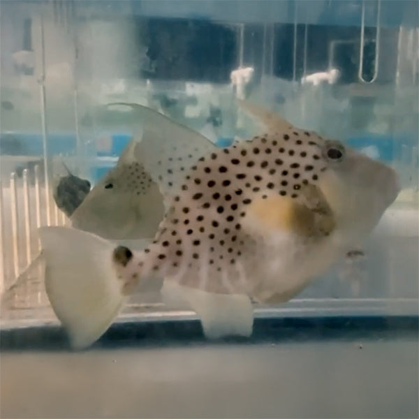 GOLDEN HEART TRIGGERFISH