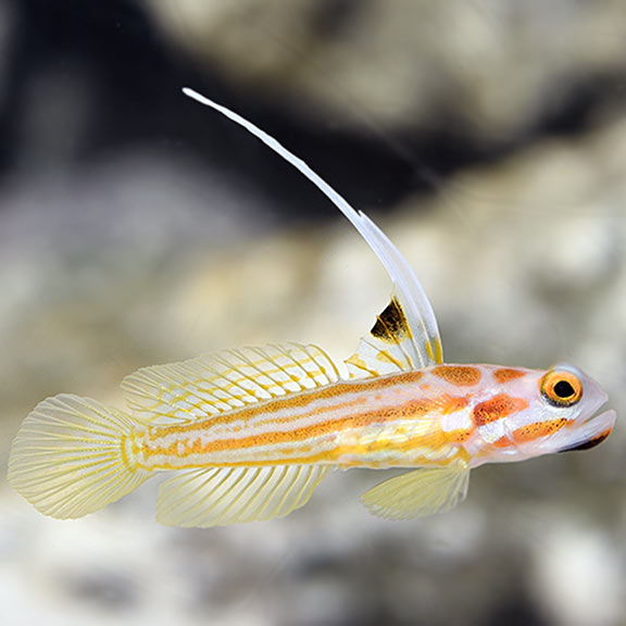 ORANGE STRIPED YASHA GOBY
