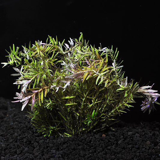 ROTALA INDICA