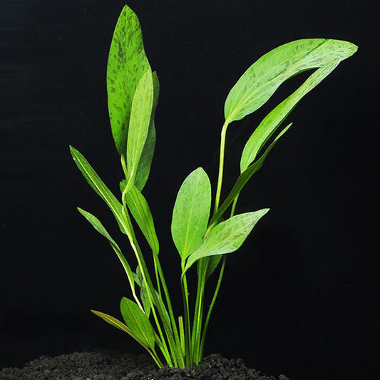 ECHINODORUS OZELOT (GREEN)